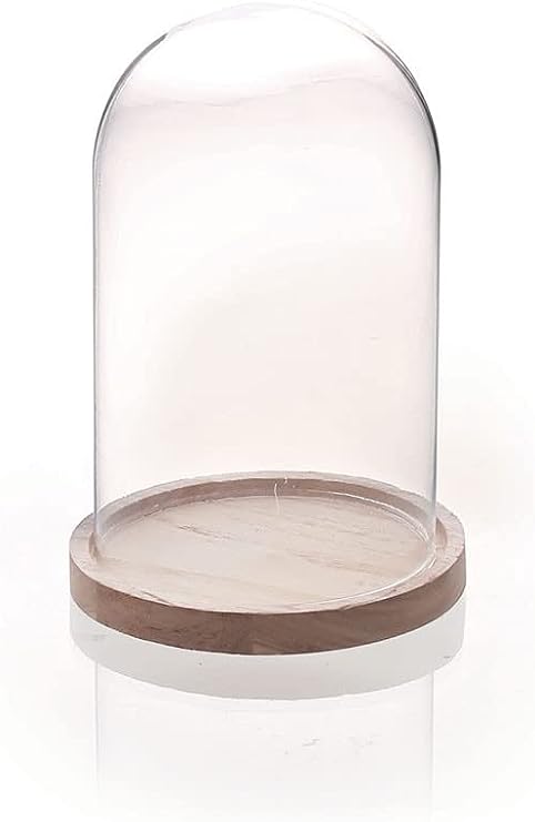 Cloche en verre avec socle en bois clair, 160x120 mm