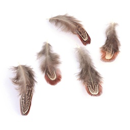 [FIND-Q046-08] Plume de poulet, coloris brun, 40/80 x 10/20 cm, à l'unité
